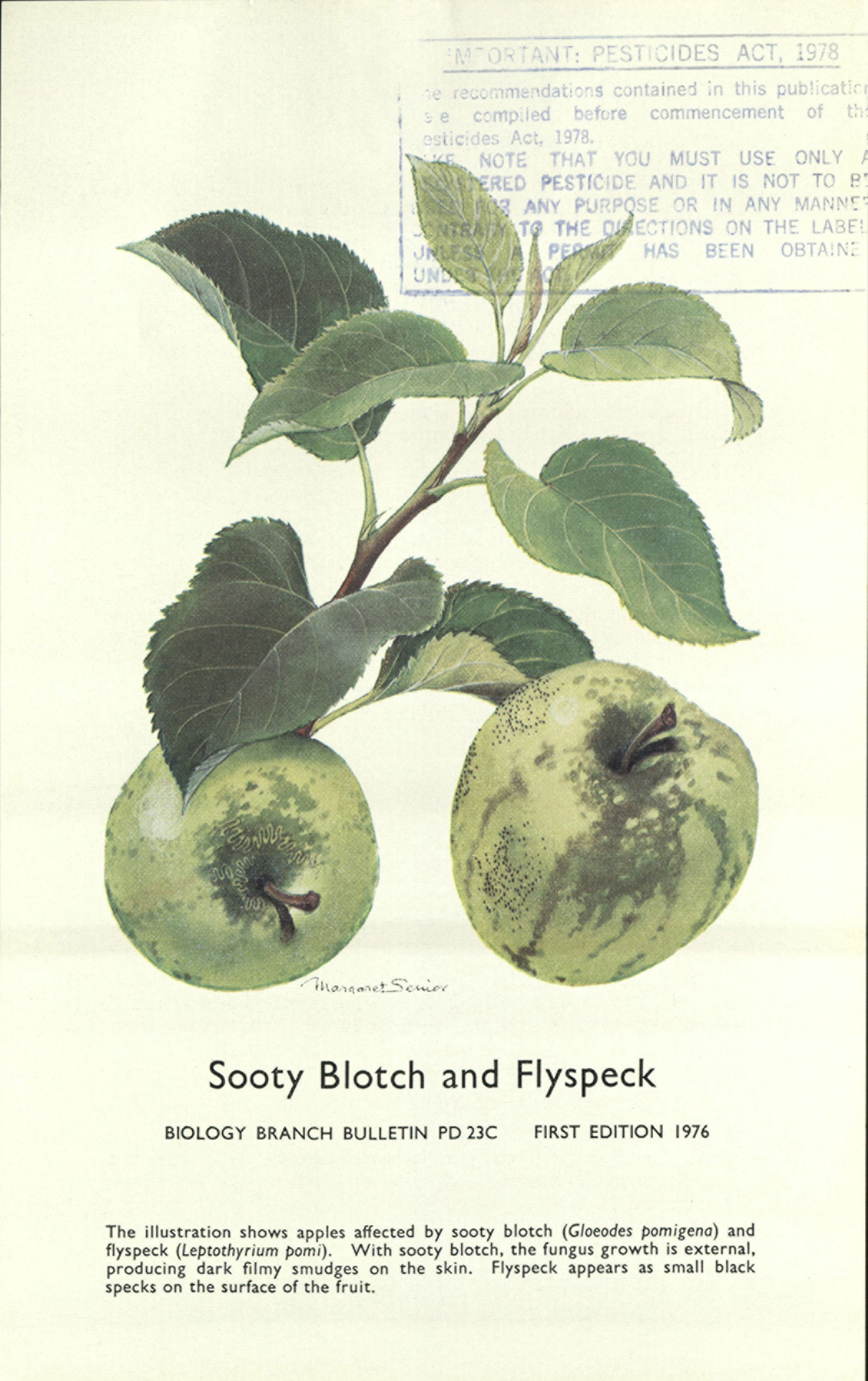 Sooty blotch and flyspeck | Living Histories