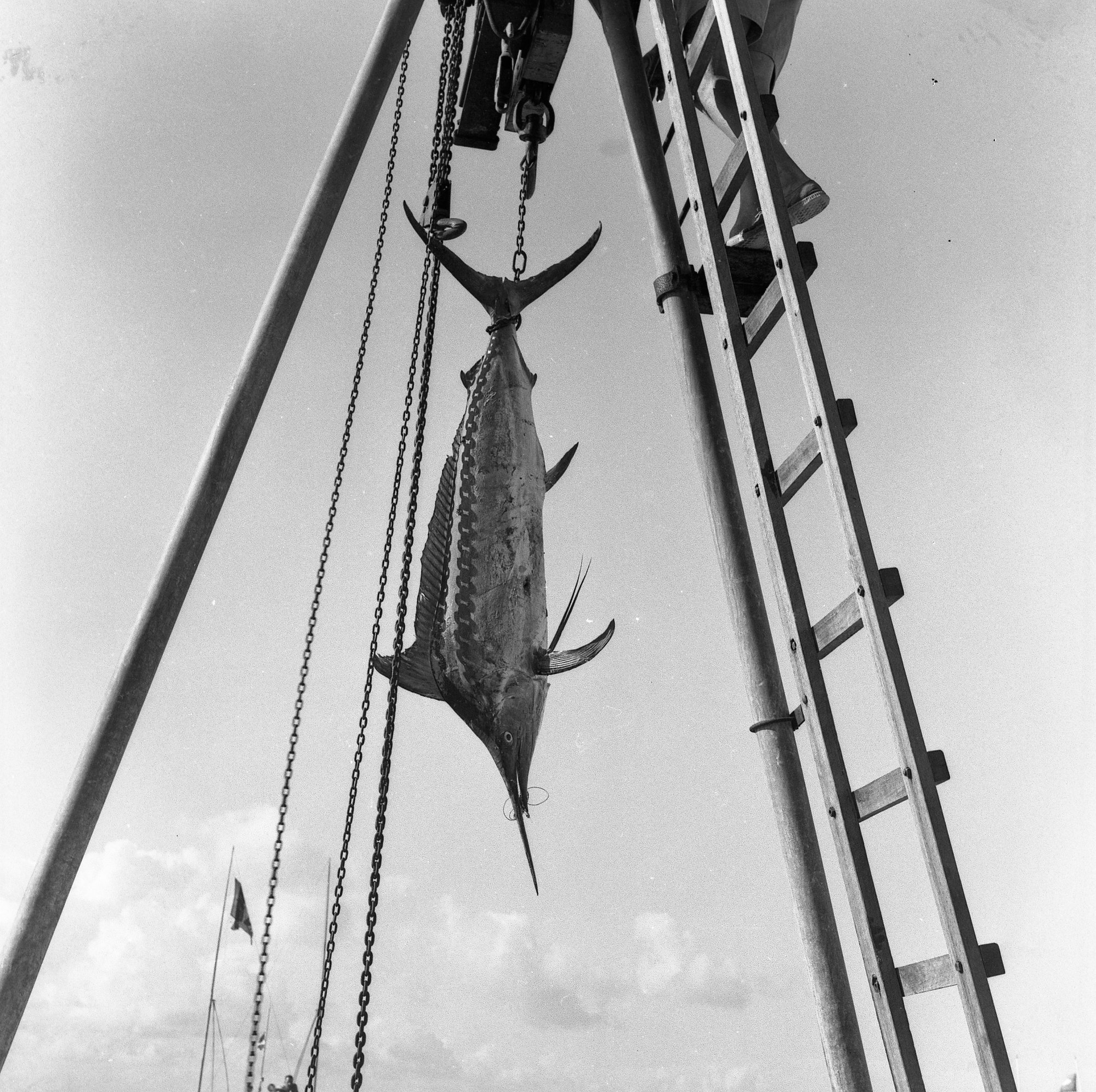 ‘Chain-striped marlin’ - shadow of a chain on a marlin’s body | Living ...