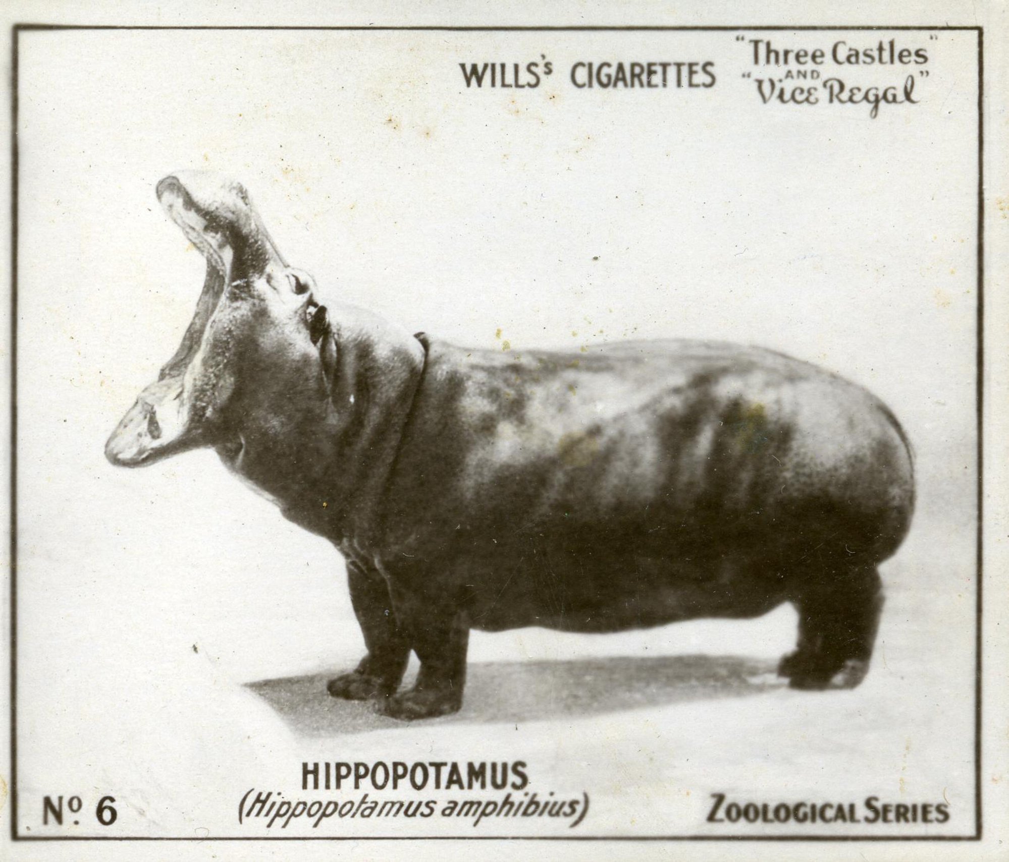 Zoological Series, No. 6. Hippopotamus (Hippopotamus amphibius