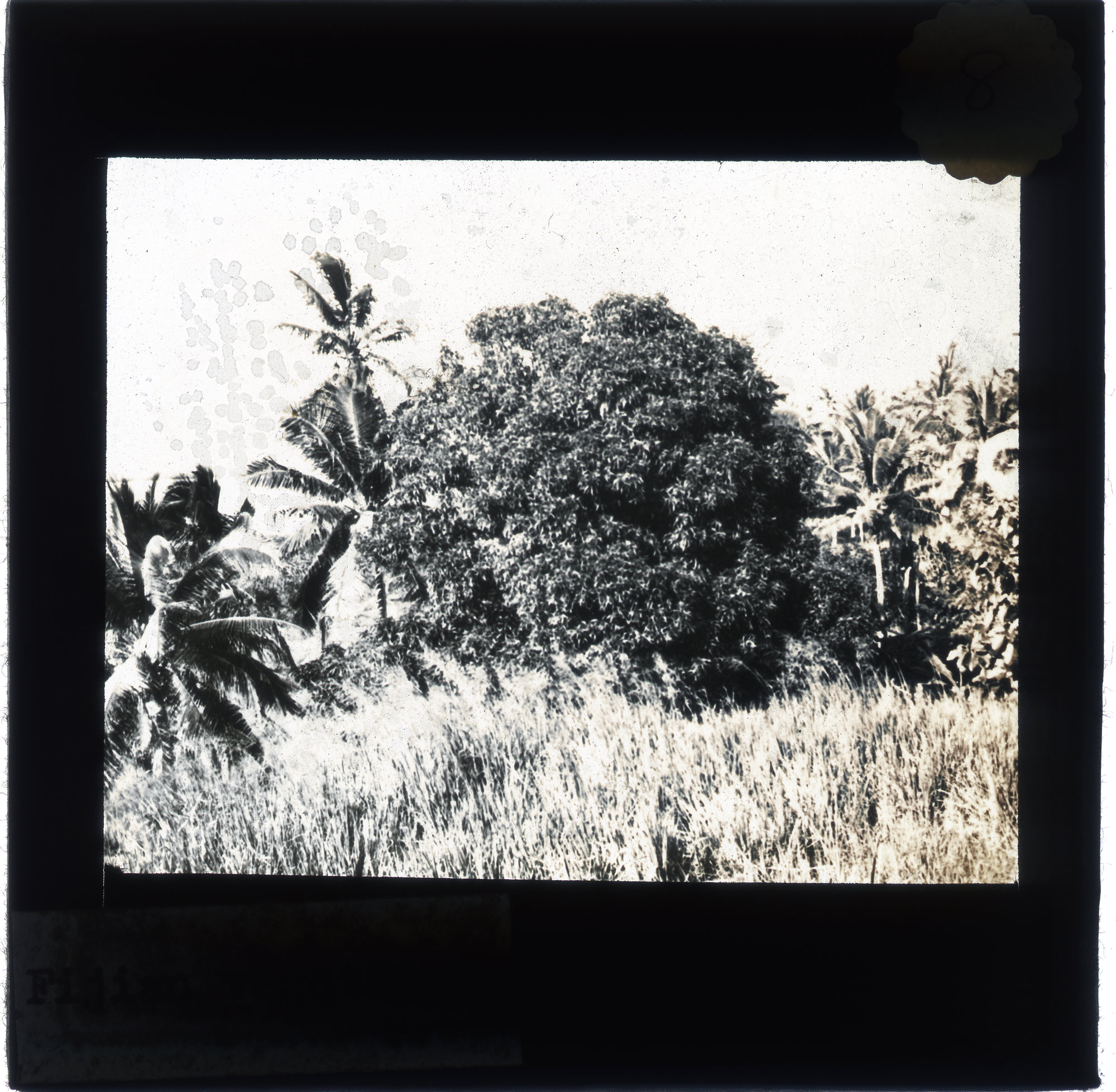 Fijian vegetation, Fiji | Living Histories