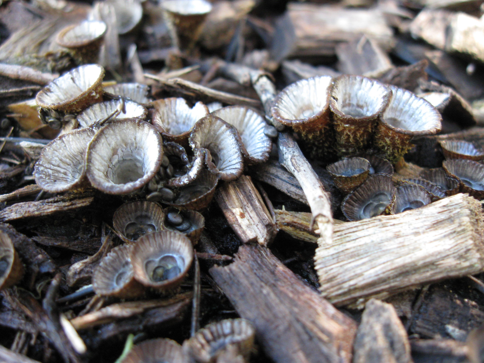 Fluted Bird’s Nest Fungus (Cyathus striatus) | Living Histories
