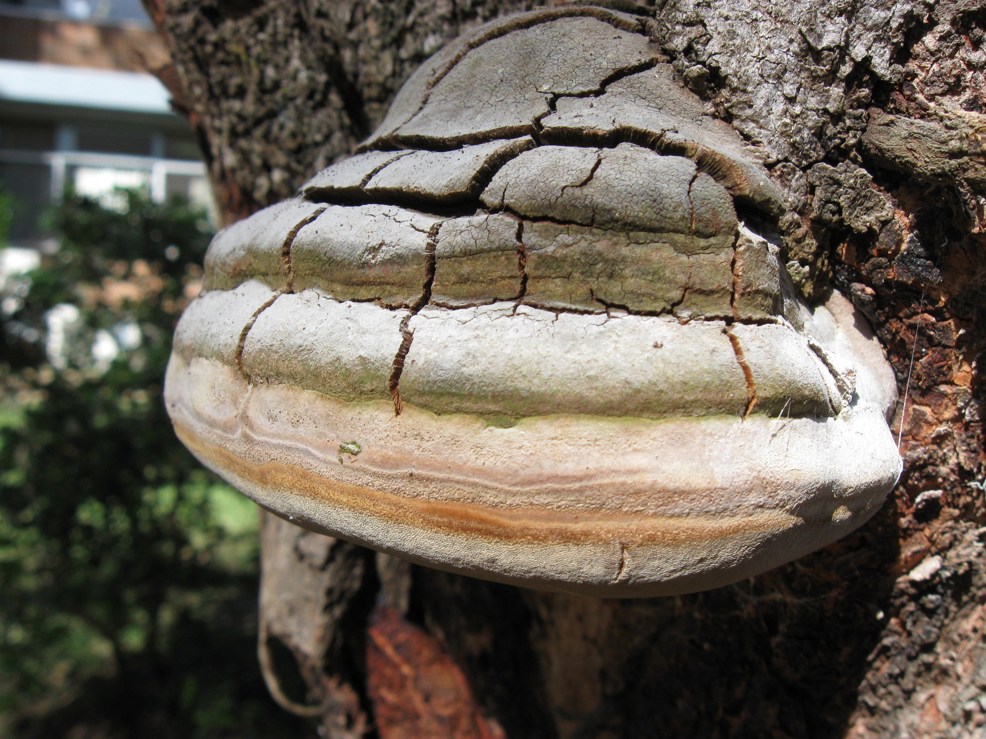 Possibly Phellinus sp.. | Living Histories