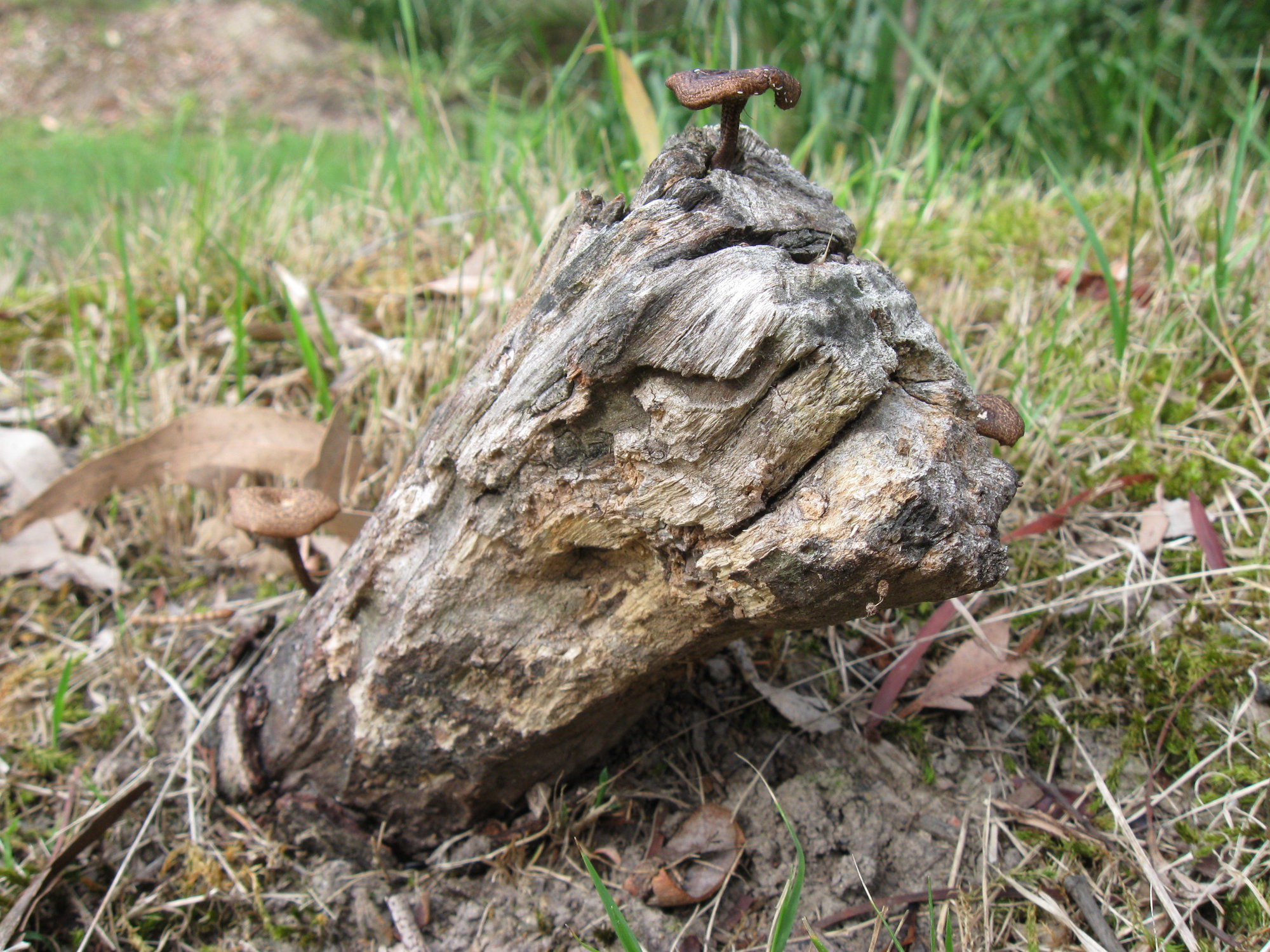 Fringed Polypore (Polyporus arcularius) | Living Histories