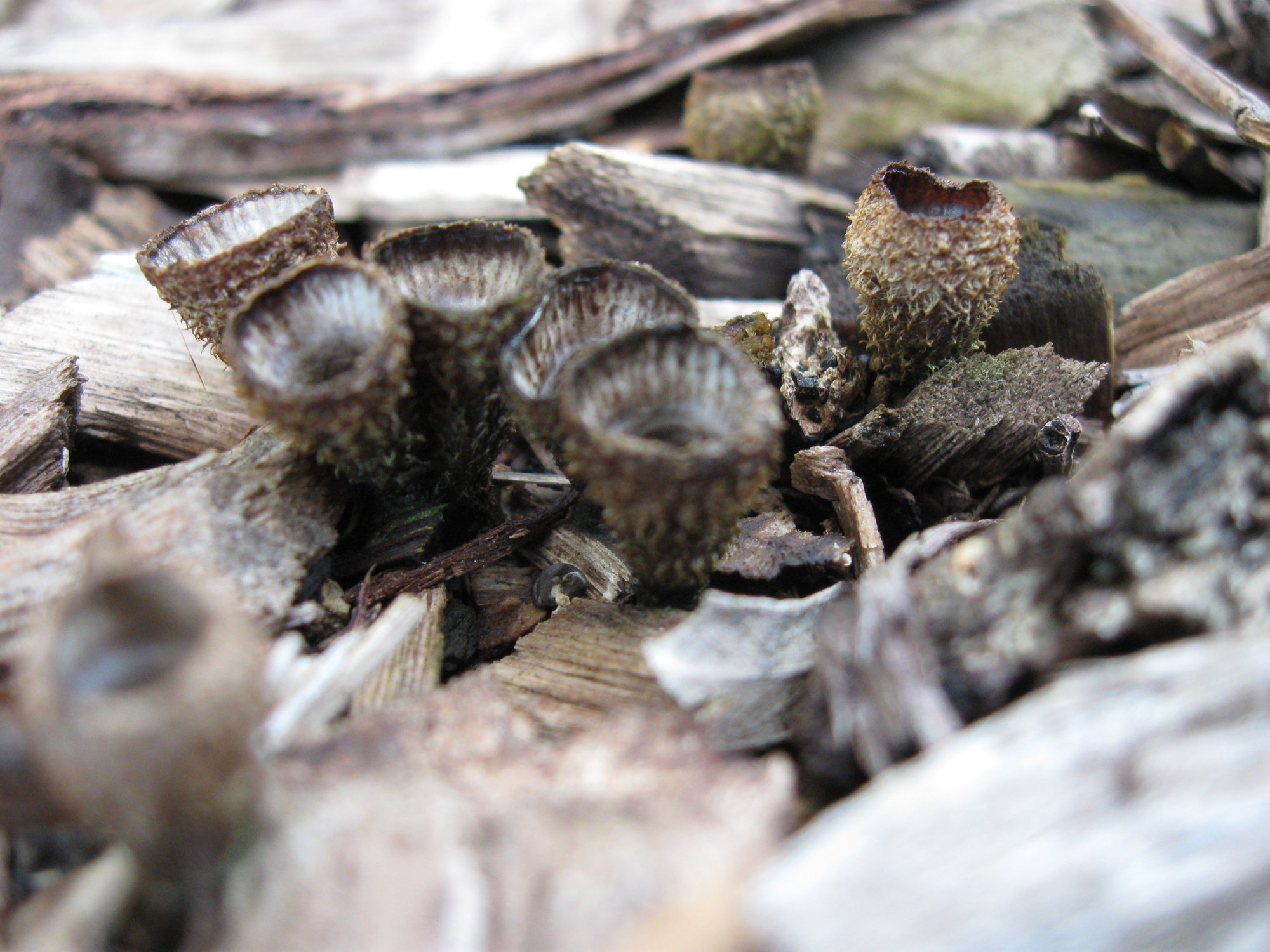 Fluted Bird's Nest Fungus (Cyathus striatus) | Living Histories