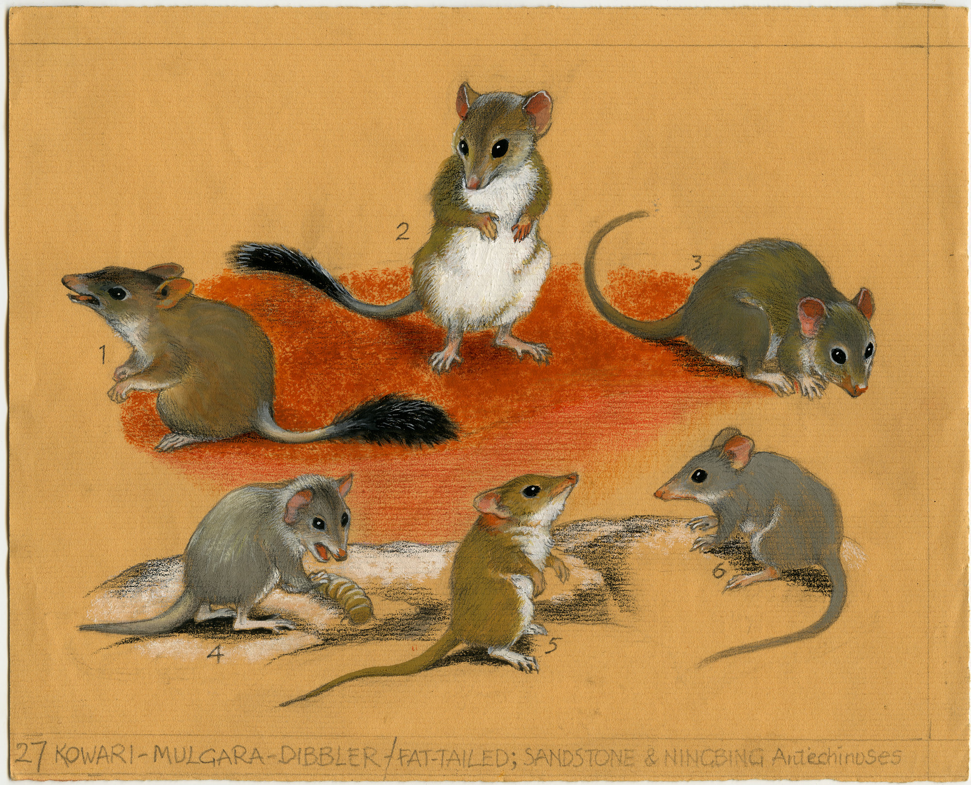 Australia's Animals 27 Kowari - Mulgara - Dibbler - Fat-tailed ...