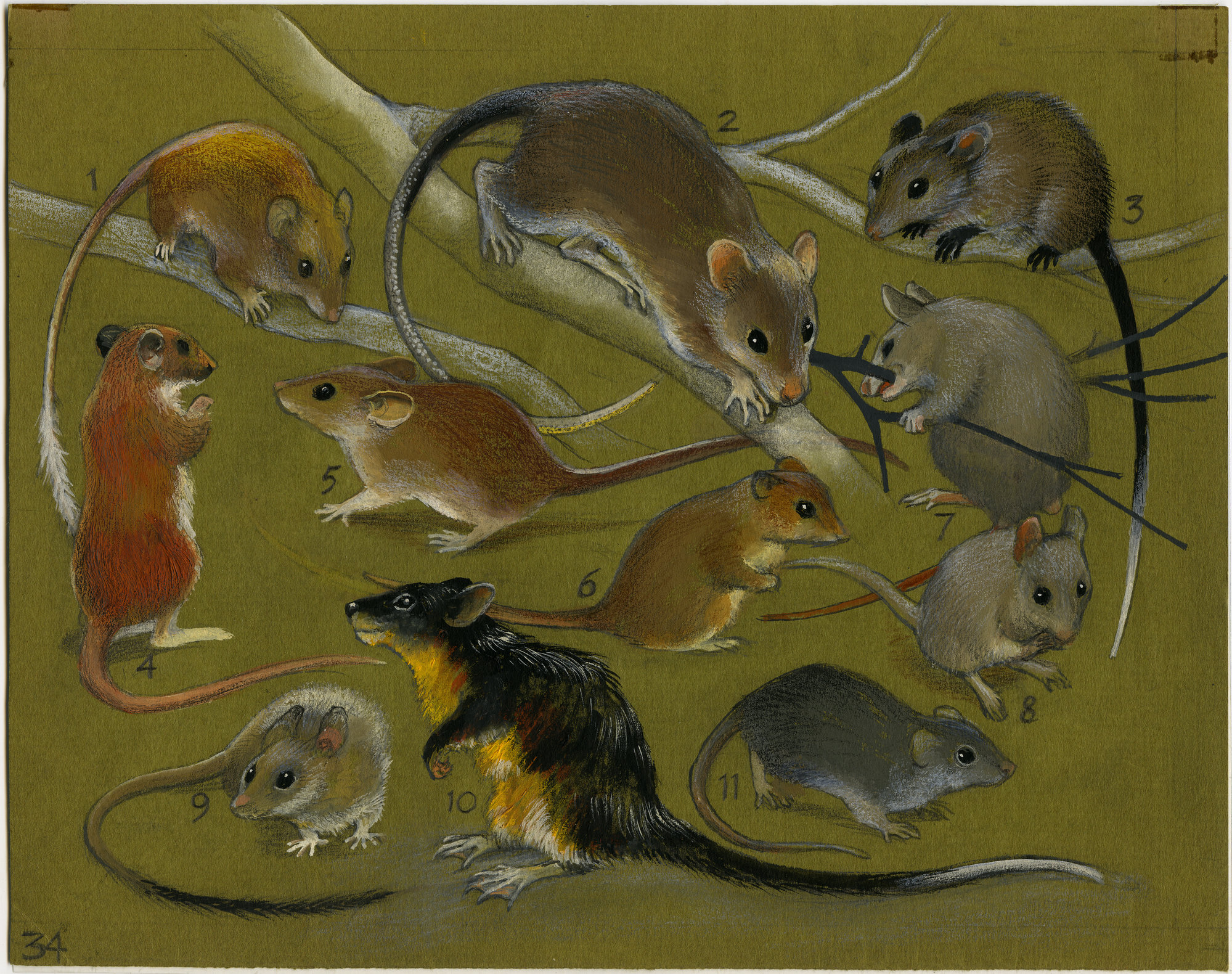 Australia's Animals 34 Native rats (page 73) | Living Histories