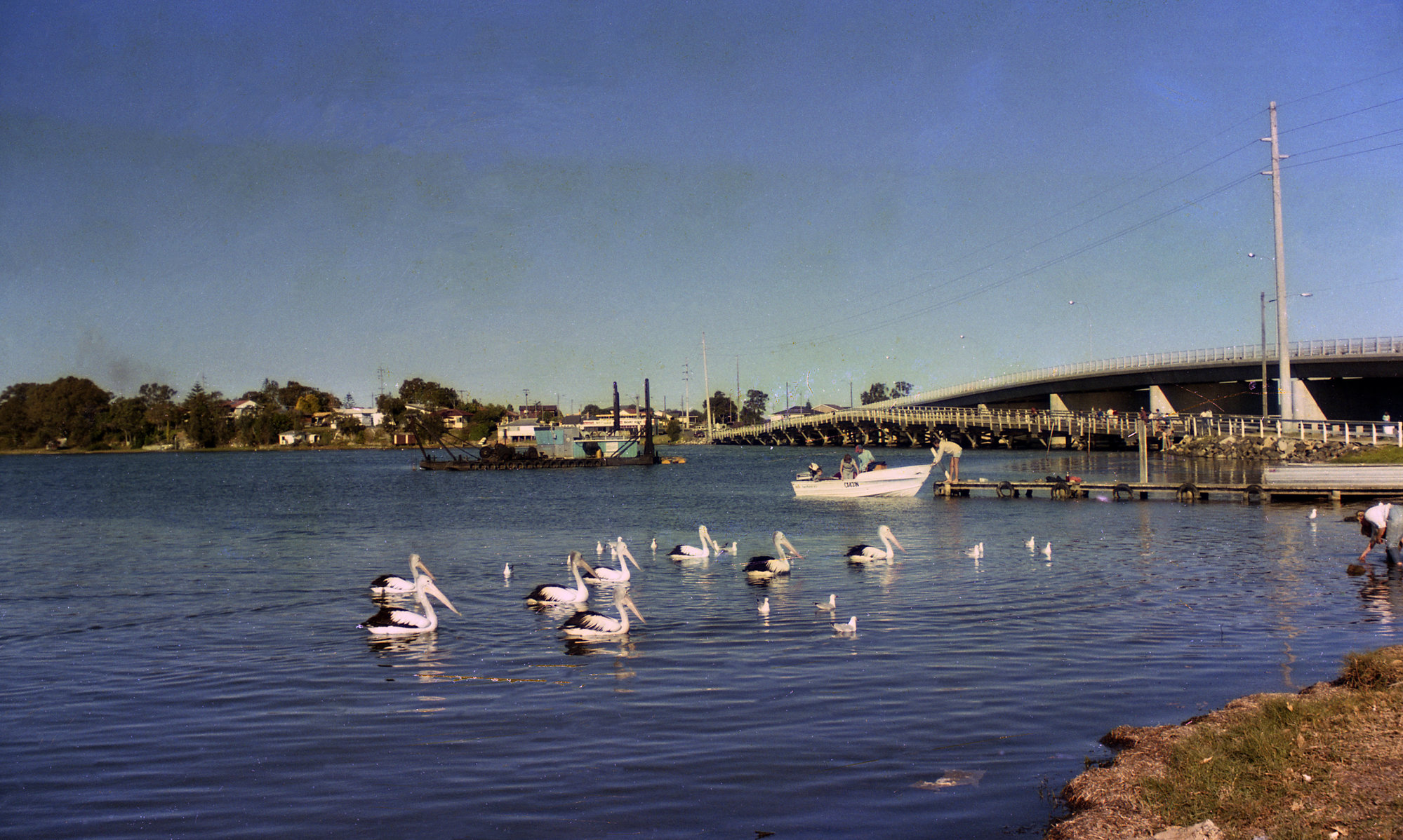 Pelicans in lake near bridge, Toukley, NSW, June 1986 | Living Histories