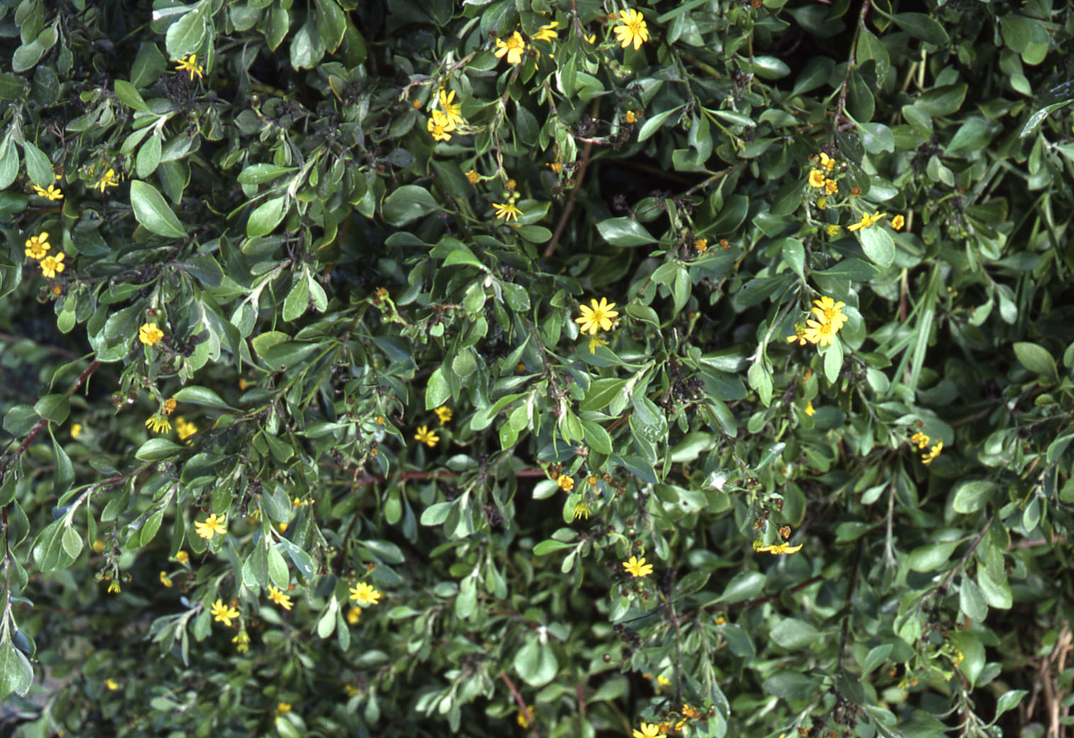Bitou bush, Shortland Wetlands, Shortland, NSW, 1986 | Living Histories