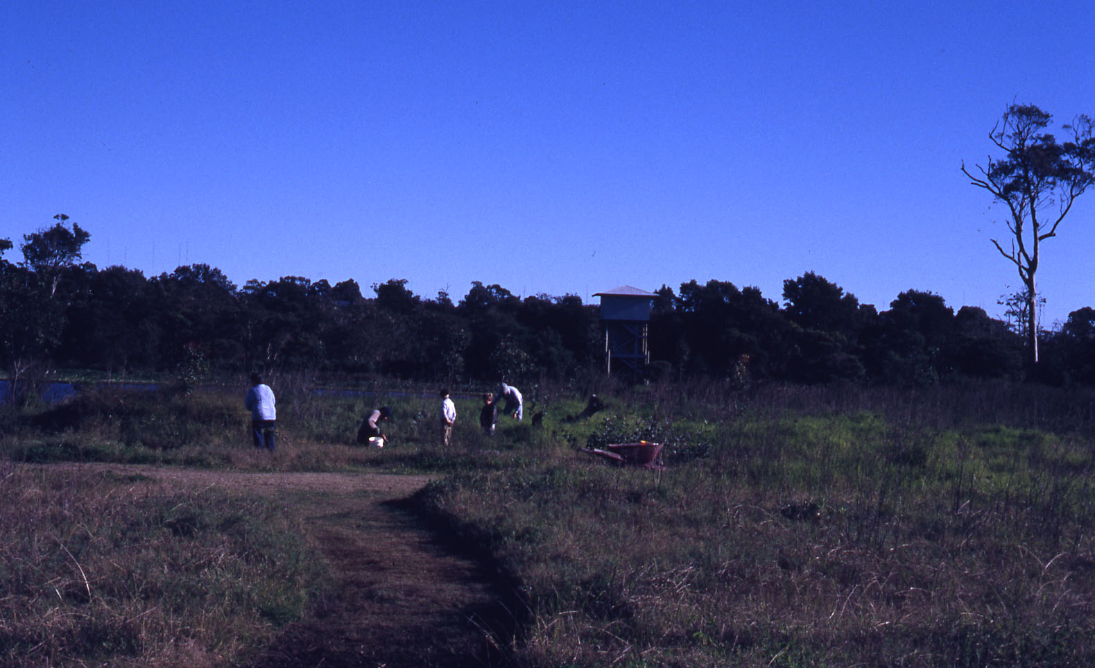 Society for Growing Australian Plants, (APS), planting Water Ribbon ...