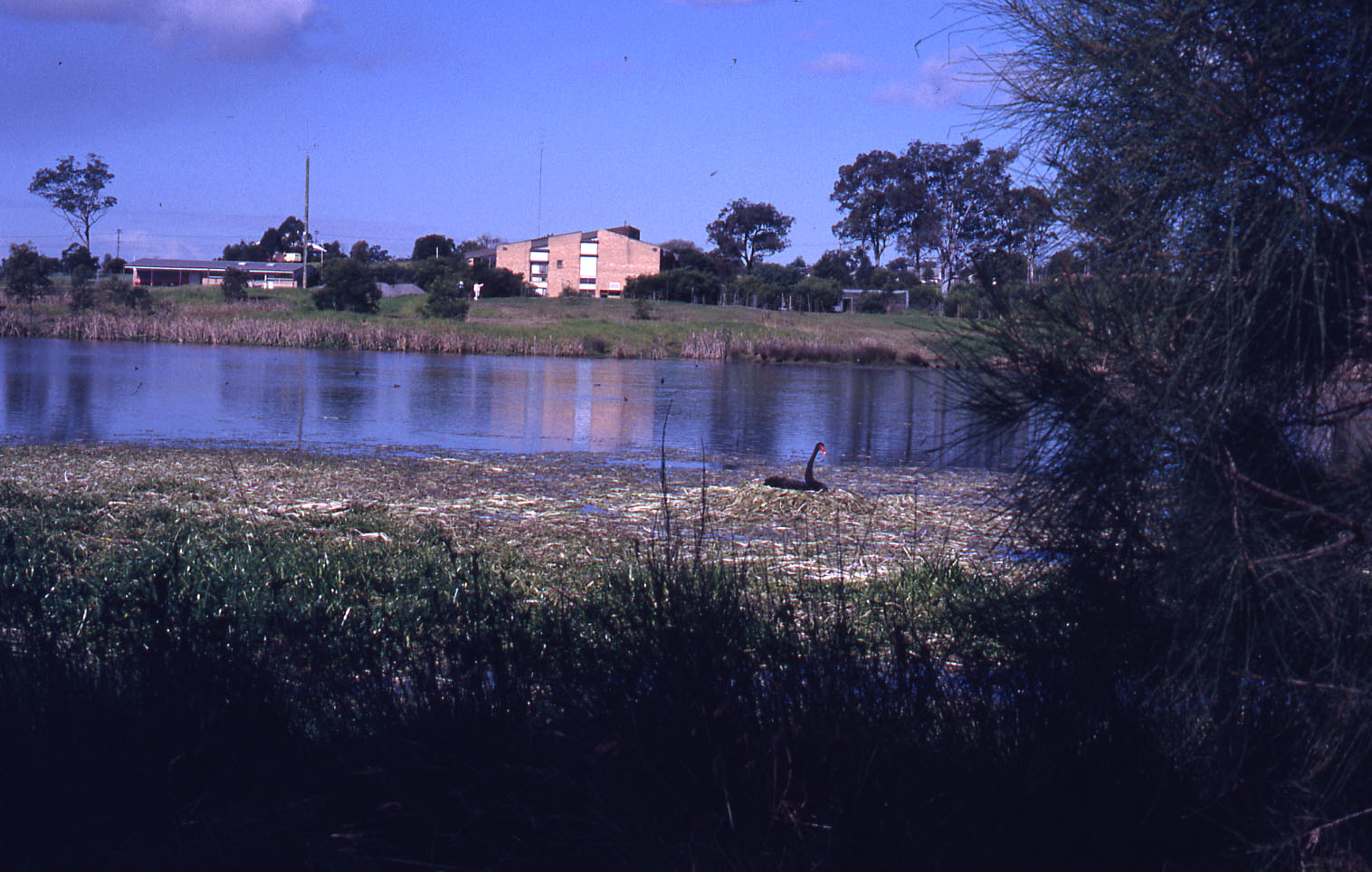 Visitors Centre across Triglochin Swamp, (Water Ribbon Pond), Shortland ...