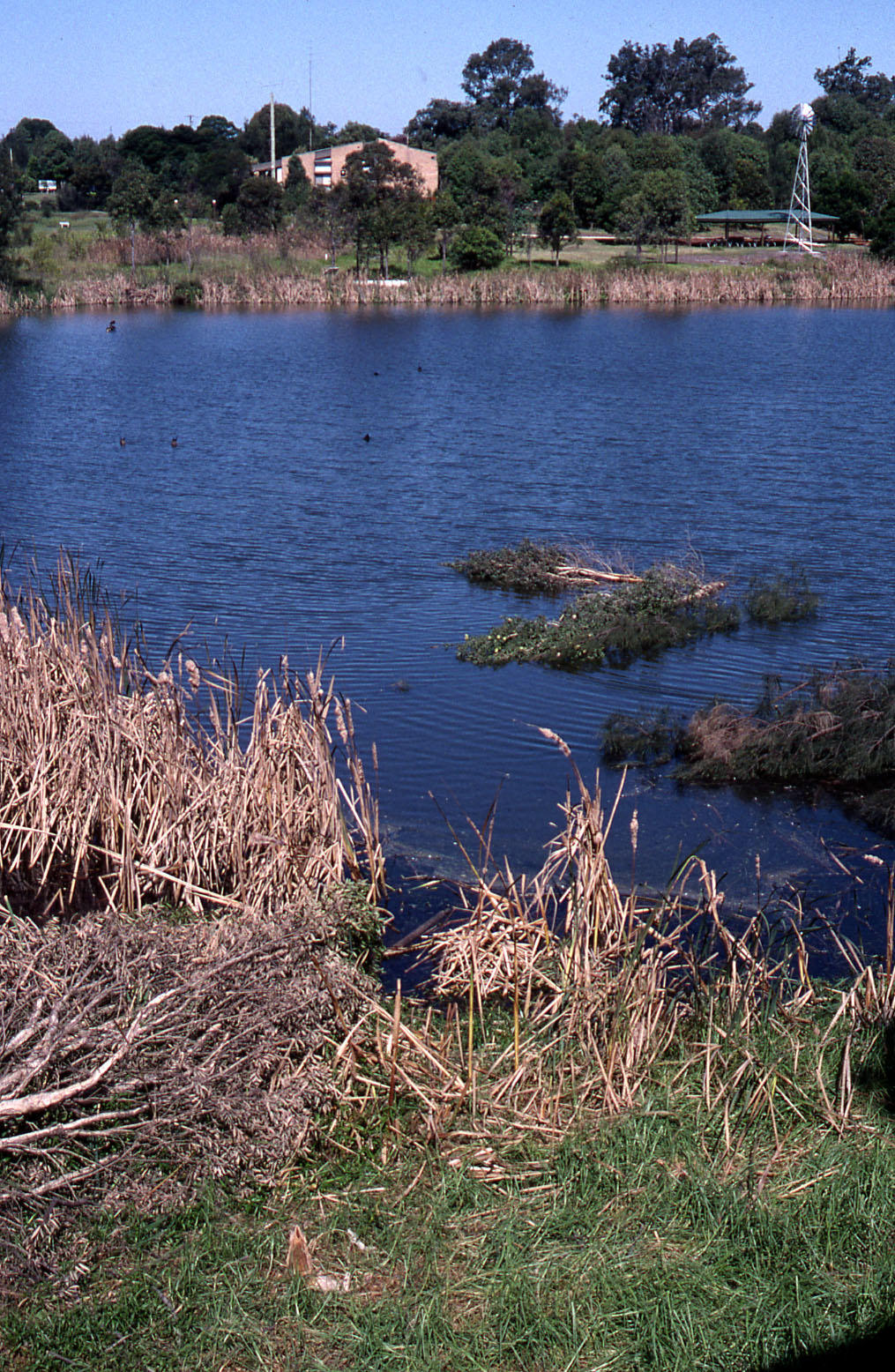 Triglochin (Water Ribbon) Swamp, artificial rafts, branch loppings ...