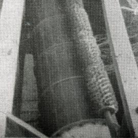 Wheat grader, mill machinery, Aberdeen, NSW, 1959 