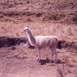 Llama near Cuzco, [1960]