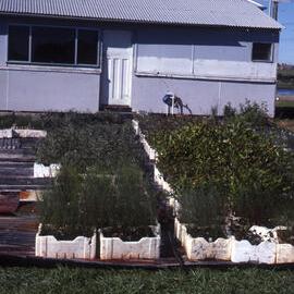 "Greening Australia" plants, Shortland Wetlands, NSW June 1988