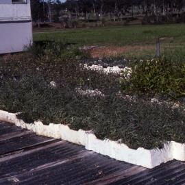 "Greening Australia" plants, Shortland Wetlands, NSW, June 1988