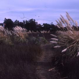 Pampas grass, Shortland Wetlands, NSW, 1986-June 1988