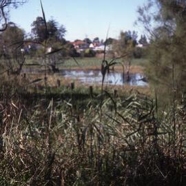Water Ribbon Pond, Shortland Wetlands, NSW, 1986-June 1988