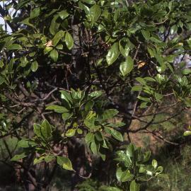 Euodia micrococca, Shortland Wetlands, NSW, NSW 1986-June 1988