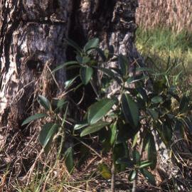 Ficus obliqua, Shortland Wetlands, NSW, 1986-June 1988