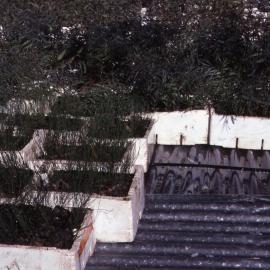 "Greening Australia" plants, Shortland Wetlands, NSW, 1986-June 1988