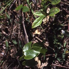 Sarcopetalum harveyanum, Shortland Wetlands, NSW, June 1986