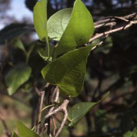 Sarcopetalum harveyanum, Shortland Wetlands, NSW, June 1986