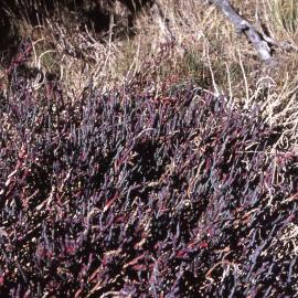 Saltmarsh, Shortland Wetlands, Shortland, NSW, 1986-June 1988