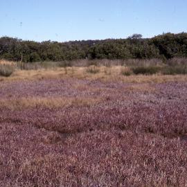 Saltmarsh, Shortland Wetlands, Shortland, NSW, 1986-June 1988