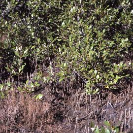 Avicennia marina, Shortland Wetlands, Shortland, NSW, 1986-June 1988