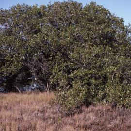 Avicennia marina, Shortland Wetlands, Shortland, NSW, 1986-June 1988