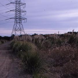 Pampas grass, Shortland Wetlands, Shortland, NSW, 1986-June 1988