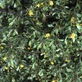 Bitou bush, Shortland Wetlands, Shortland, NSW, 1986