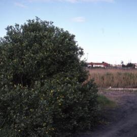 Bitou bush, Shortland Wetlands, Shortland, NSW, 1986