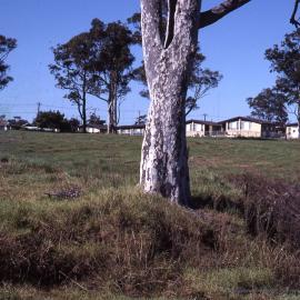 Arboretum site, Shortland Wetlands, NSW, 1986-June 1988