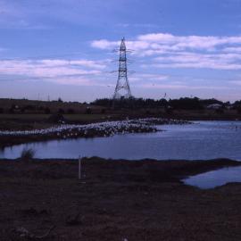 Pond full, Shortland Wetlands, NSW, 1986