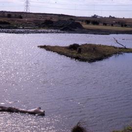 Pond full, Shortland Wetlands, NSW, 1986