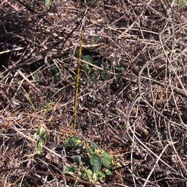 Brambles, Shortland Wetlands, NSW, 1986-June 1988