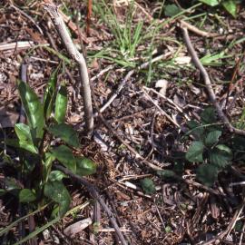 Weed regrowth after clearing, Shortland Wetlands, NSW, 1986