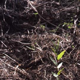 Planting, Shortland Wetlands, NSW, 1986