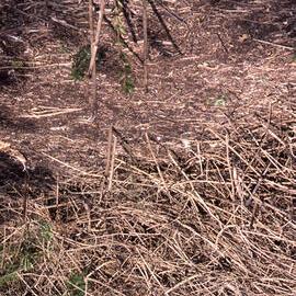 Clearing Lantana, Shortland Wetlands, NSW, 1986-June 1988