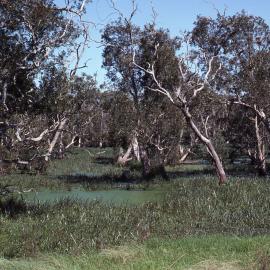Melaleuca swamp, Shortland Wetlands, NSW, 1986-June 1988