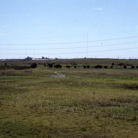 Shortland Wetlands, NSW, 1986-June 1988