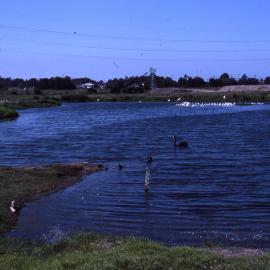 Shortland Wetlands, NSW, June 1987