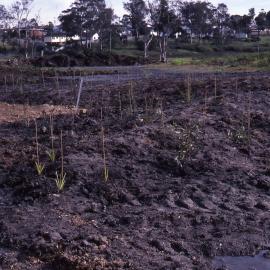 Shortland Wetlands, NSW, 1986-June 1988