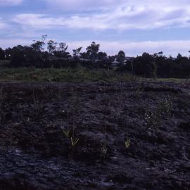 Shortland Wetlands, NSW, 1986-June 1988