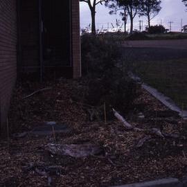 Shortland Wetlands, NSW, 1986-June 1988