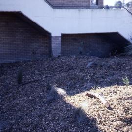 Visitors Centre gardens, Shortland Wetlands, NSW, 1986-June 1988