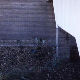 Shortland Wetlands, NSW, 1986-June 1988