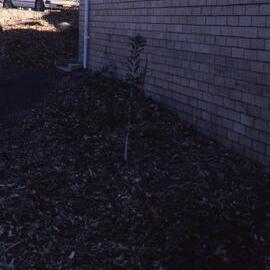 Visitors Centre gardens, Shortland Wetlands, NSW, June 1987