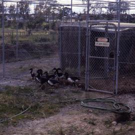 Magpie Geese enclosure, Shortland Wetlands, NSW, December 1987
